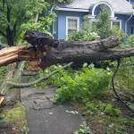 fallen tree_hurricane.jpeg