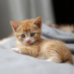 orange-tabby-kitten.png